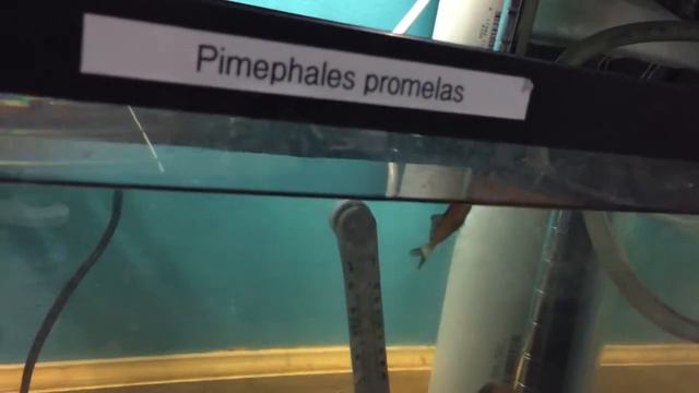 How To: Aquaponic Tanks