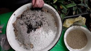 грунт для хойи. пересаживаем хойи