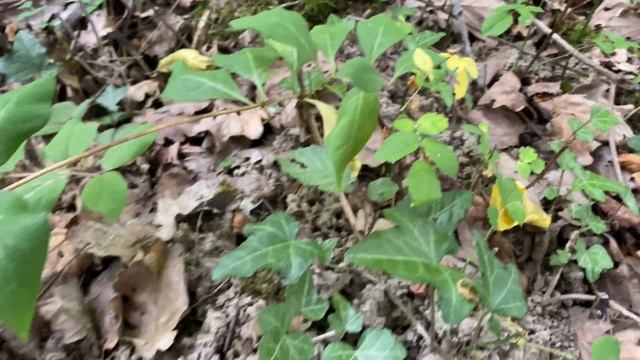 Russula delica (Подгруздок белый), July 24, 2020 смотреть онлайн