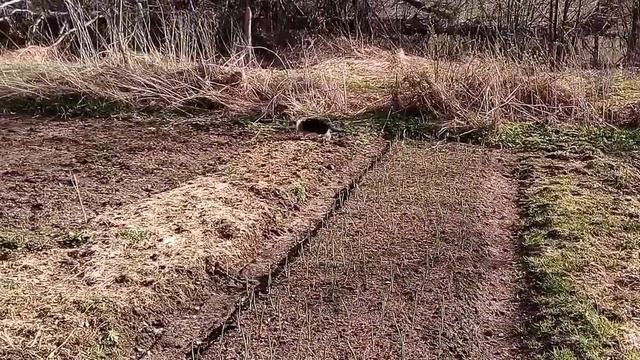 Кошка одурела от радости! Впервые на даче после зимы) смотреть онлайн
