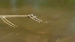 РЫБАЛКА НА КРУПНОГО ТАЙМЕНЯ /ХАБАРОВСКИЙ КРАЙ/ЛОВИМ ТАЙМЕНЯ НА ВОБЛЕР.