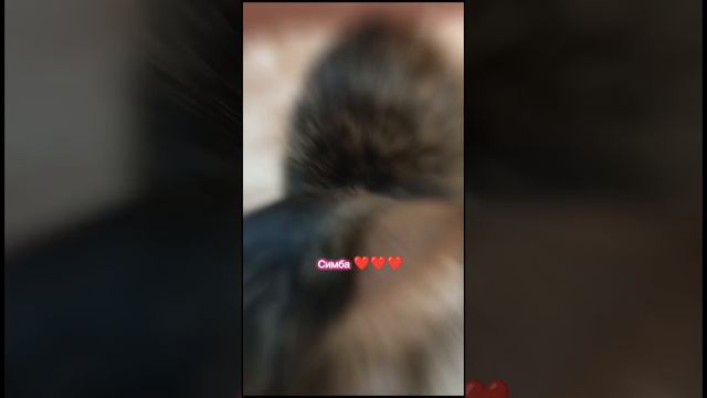 тг:симбочка-милочка