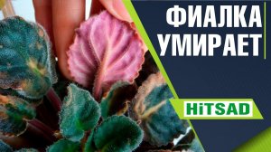 ПОЧЕМУ ВАША ФИАЛКА УМИРАЕТ  ✔️ ПРОБЛЕМЫ ПРИ ВЫРАЩИВАНИИ ФИАЛКИ