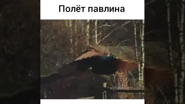 Полёт павлина ? смотреть онлайн