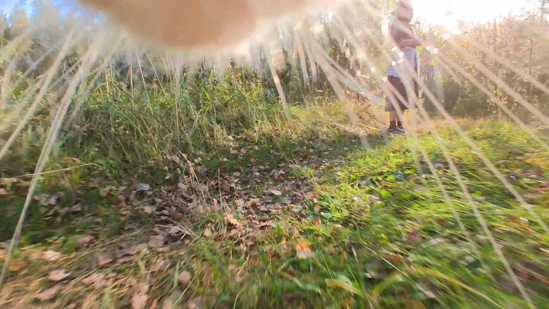 Окружающий мир глазами кота. смотреть онлайн