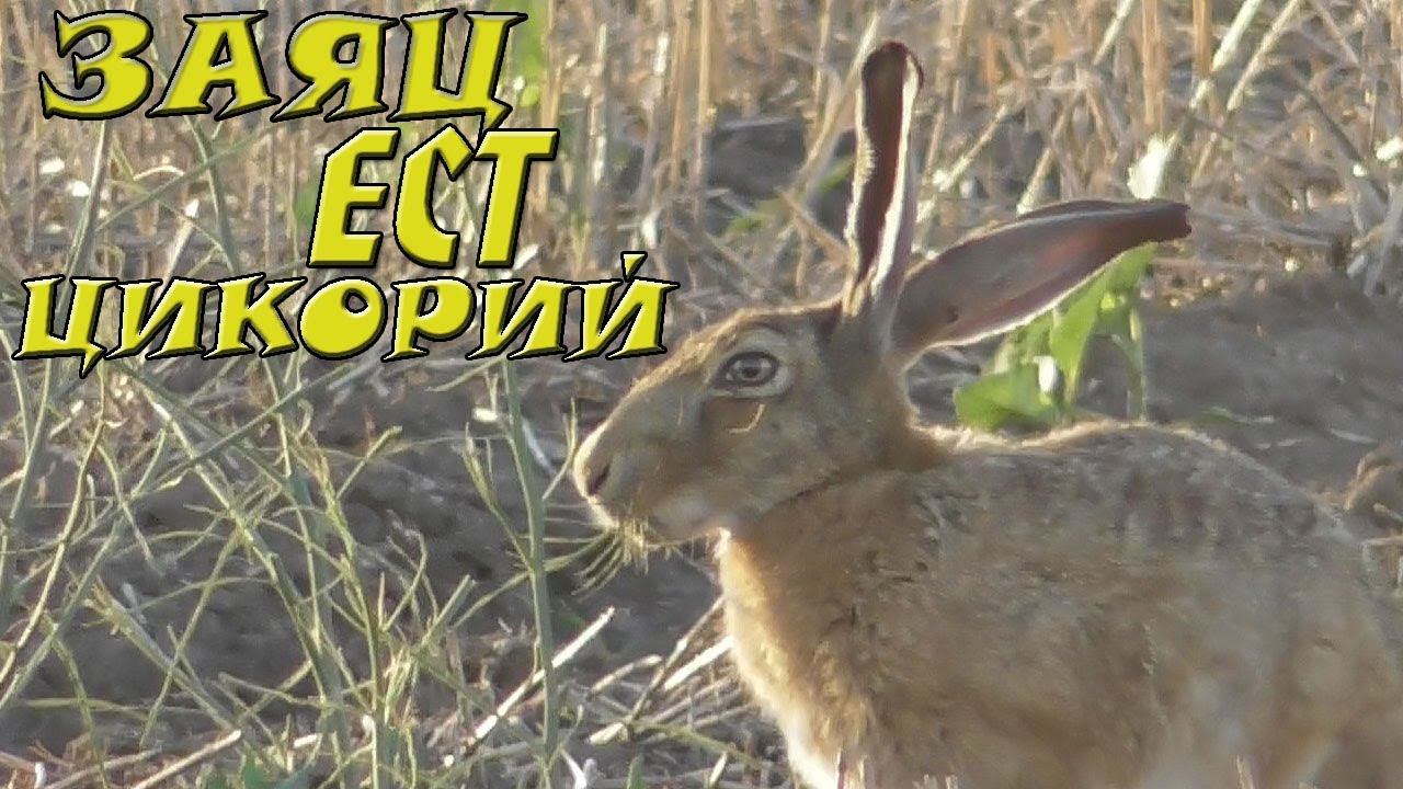 Заяц русак ест цикорий / Brown hare is eating chicory смотреть онлайн