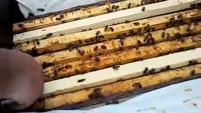 Карника Пешетц, отводки. смотреть онлайн