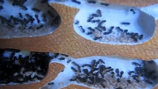 Lasius fuliginosus. Беспокойное хозяйство. смотреть онлайн