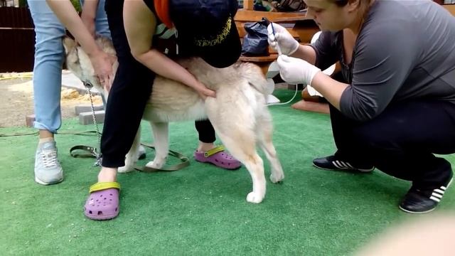 Искуственное оплодотворение хасок Челябинск!!! смотреть онлайн