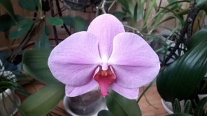 Белые наросты на листьях орхидей