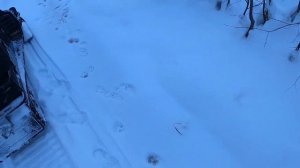 Охота на Волка 2020 г.  Тропим Волков на снегоходе Ямаха. Открыл сезон снегохода 2020г.-2021г.