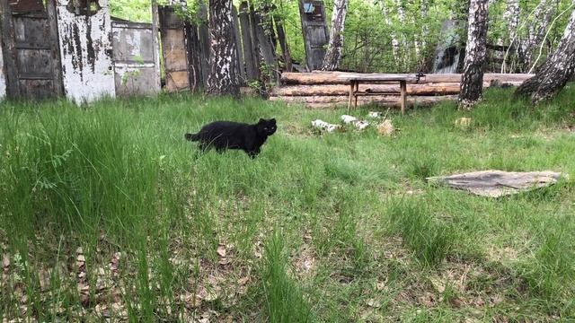 Птенец выпал из гнезда смотреть онлайн