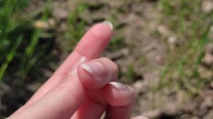 Жизнь на бревнах. Ловля жуков на старой древесине