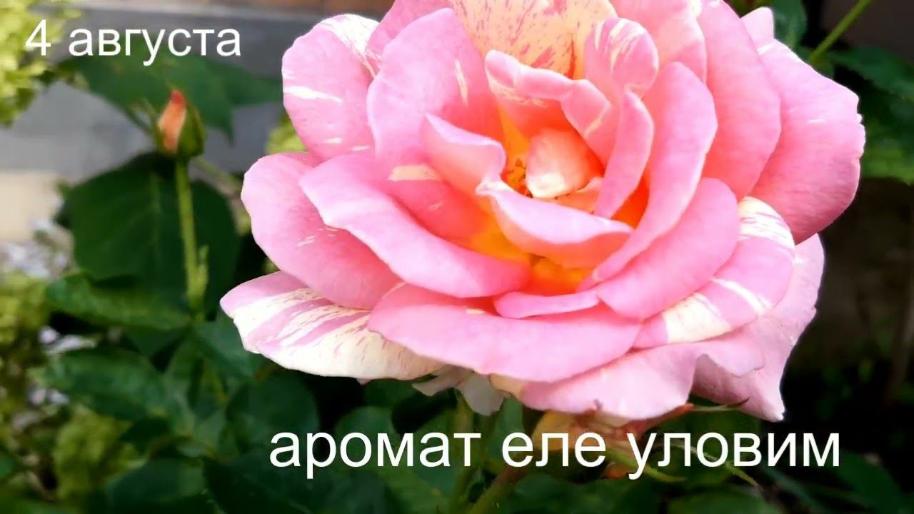 Роз де Цистерсьен и Розоман Жанон смотреть онлайн