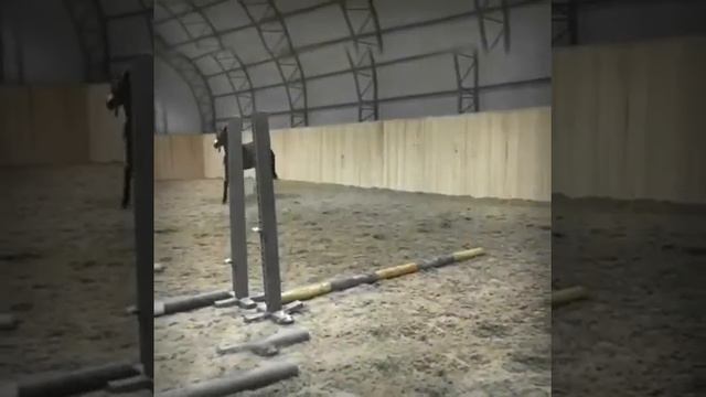Самый сладкий жеребчик! Ахалтекинский жеребчик 2 года смотреть онлайн
