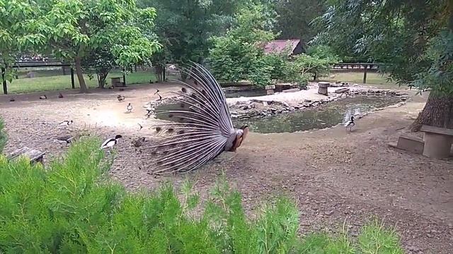 Павлины (Pavo Linnaeus, 1758)