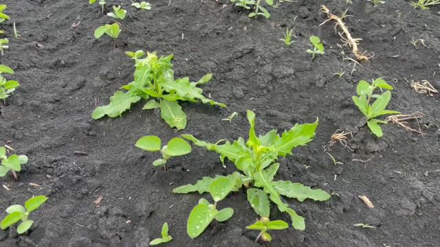 КолхозАЧ - какой гербицид применить на сою? Как подкормить азотом? смотреть онлайн