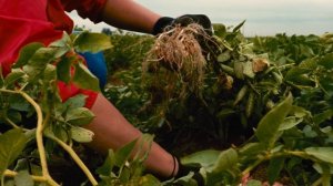 Сорт картофеля Мемфис