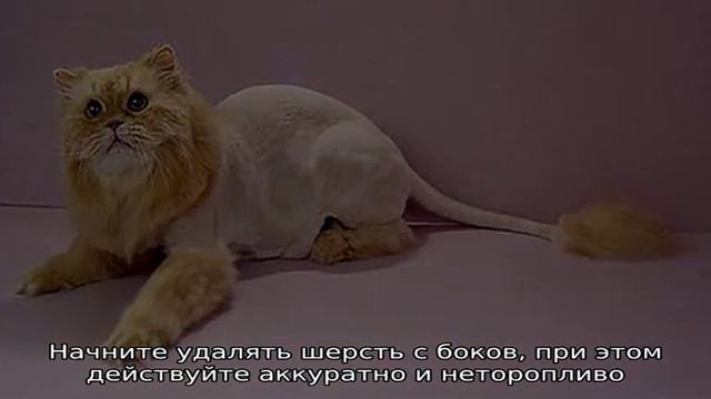 Как подстричь кошку и кота в домашних условиях