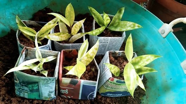 Dracaena Plant Care In Malayalam || Dracaena Plant Propagation || Dracaena Surculosa ||Milky Bambo смотреть онлайн