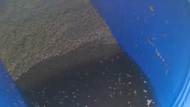 делаю ржаной солод первый этап.