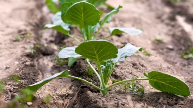 Почему не завязываются кочаны на капусте и как это исправить? смотреть онлайн