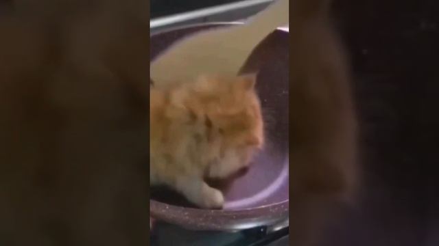 сегодня на ужин суп с котом ??? #13