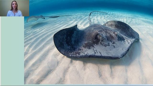 Животные рек и морей. Тезки на суше и на море. смотреть онлайн