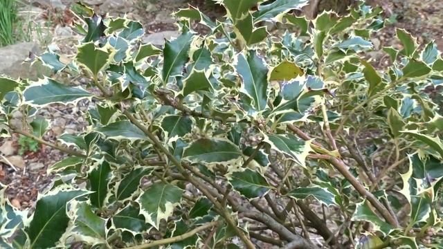 Ilex aquifolium ´Variegatum´ смотреть онлайн