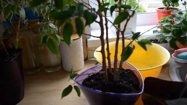 Красивый горшок для фикуса