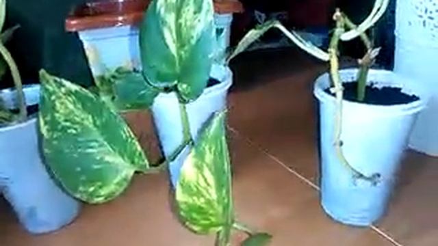 Комнатные цветы. Сциндапсусы подросли. Golden Scindapsus