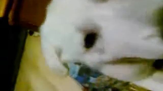 белая швейцарская овчарка смотреть онлайн