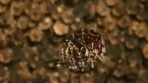 Корсары Йовин