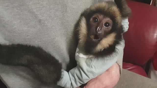 Гиббон Максим (Домашние Макаки) смотреть онлайн