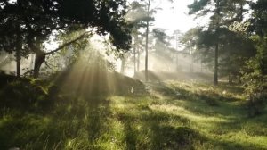 ?ТОП СМЕШНЫХ и курьезных таежных историй! Случай в тайге!