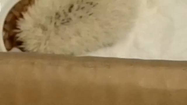 Карликовые африканские ежата смотреть онлайн