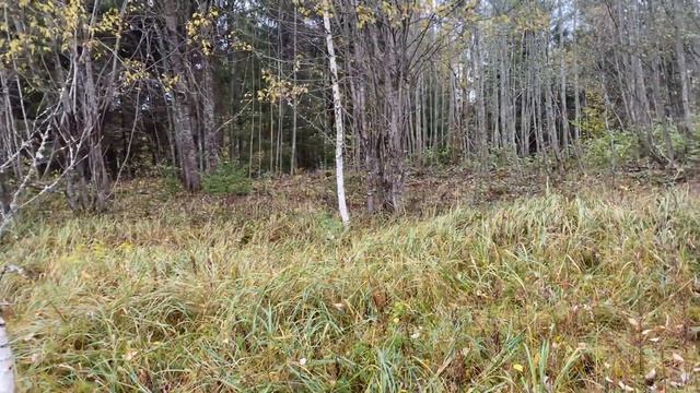 Накопал свинцовых трубок на хуторах!!!!#леснойскобарь#лес#коп#металлоискатель смотреть онлайн