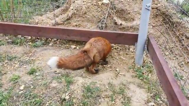 Чем накормить лисичку ? How To Feed Foxes