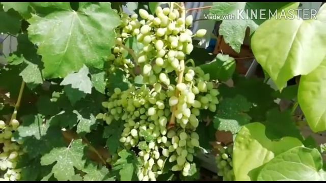ВЕДЬ ВСЕ МЫ В ЭТОЙ ЖИЗНИ ГОСТИ...😔😔😔 / Автор Ирина Ефимова Пронина. / смотреть онлайн