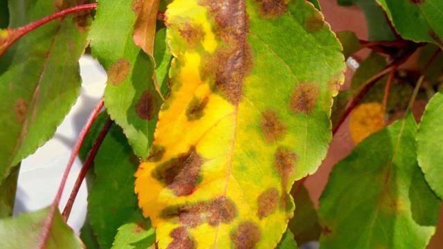 Фунгициды Planteco: Триходермин ТН82 (Trichoderma harzianum) Фитодок BS26 (Bacillus subtilis) смотреть онлайн