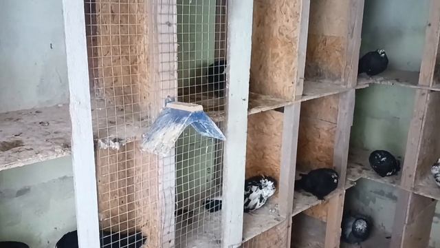 Как я избавился от сырости в голубятне. смотреть онлайн