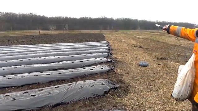 Саженцы клубники КЛЕРИ Высадка смотреть онлайн