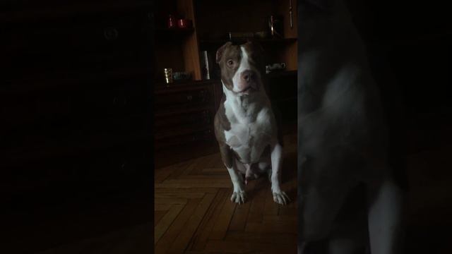 ROY-не даю никому спас потому что хочу играть. ну поиграй co мной. смотреть онлайн