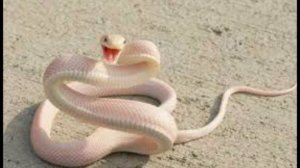 Толкование снов в исламе. Что означает если, во сне видеть змея?