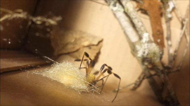 Seconds with NATURE: Nephila clavipes spinning an egg sac смотреть онлайн