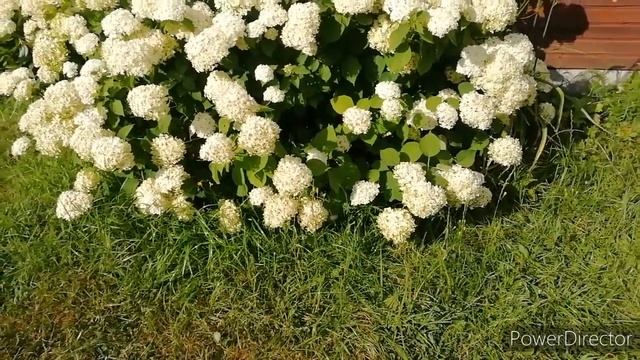 Метельчатые Гортензии Sundae Fraise, Pinky Winky, Diamantino?Начало цветения/ Hydrangea paniculata смотреть онлайн