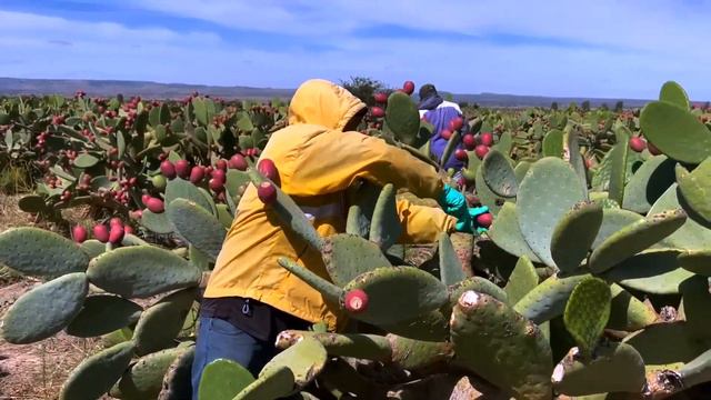 644 MILLIONS OF NOPAL CACTUS HARVESTING - Amazing Nopal Cactus Farming and Harvest смотреть онлайн