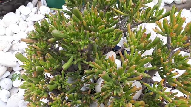 Crassula gollum - grow & care (Silver jade) смотреть онлайн
