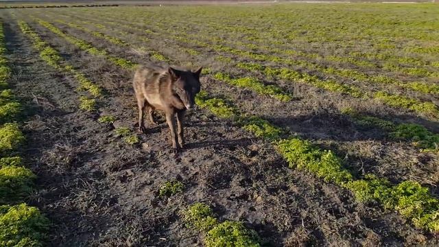 Огромная ручная волчица резвится с немецкими овчарками)) смотреть онлайн