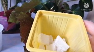 БЕГОНИЯ КОРАЛЛОВАЯ. Как укореняю и сажаю черенки.